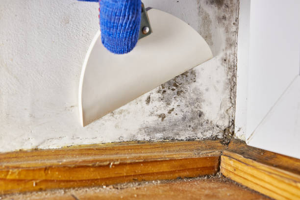 Best Mold Documentation for Insurance Claims  in Xtang, PA